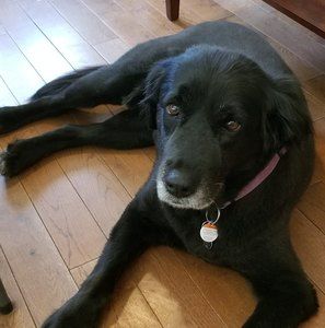 Meet your Posher, Irene